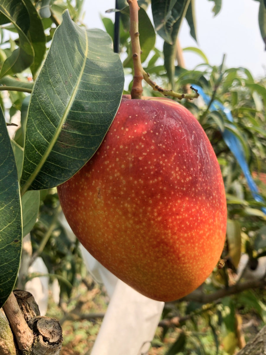 Mango by Yunhai at Abacus Row