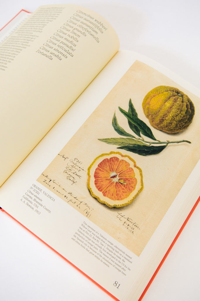An Illustrated Catalog of American Fruits & Nuts Book at Abacus Row Handmade Jewelry