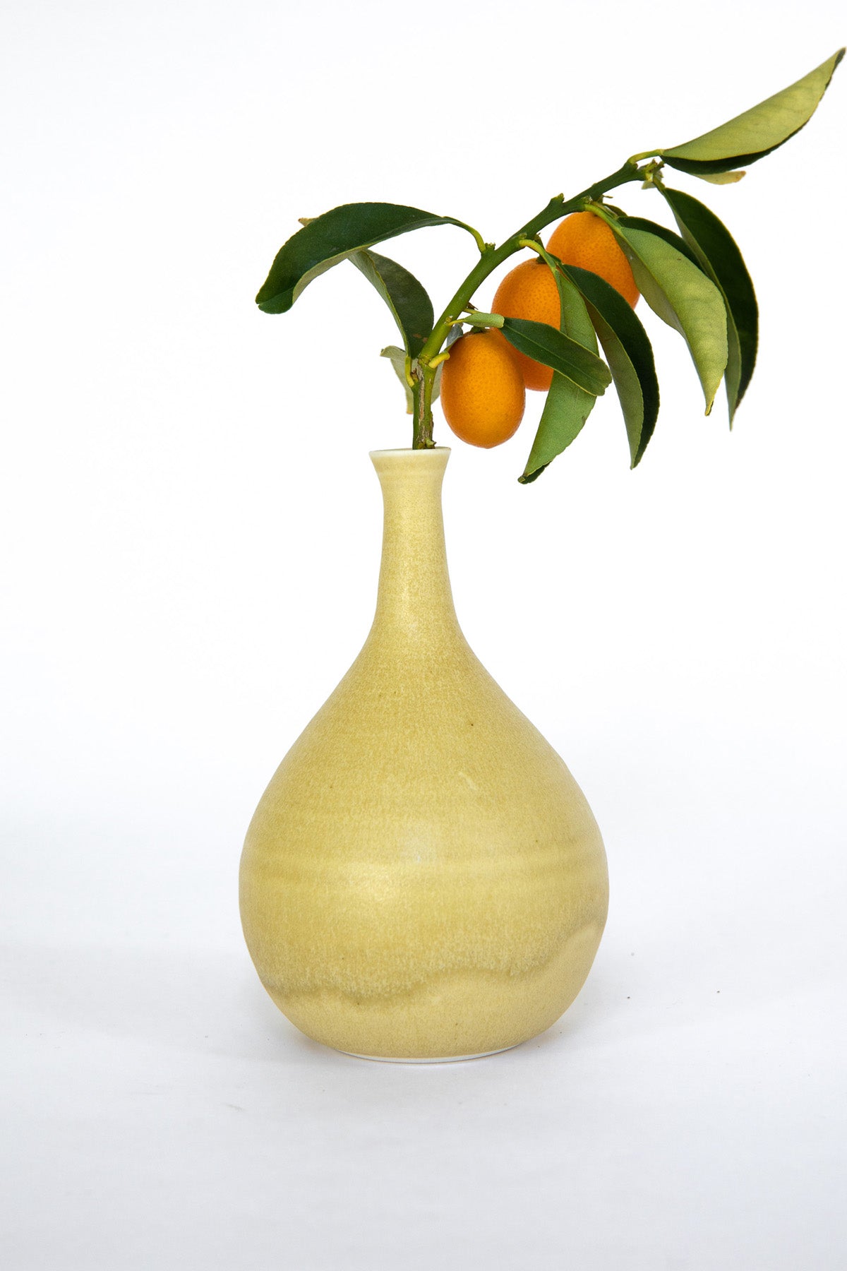 Kumquate Branch in Bud Vase by Vy Voi at Abacus Row