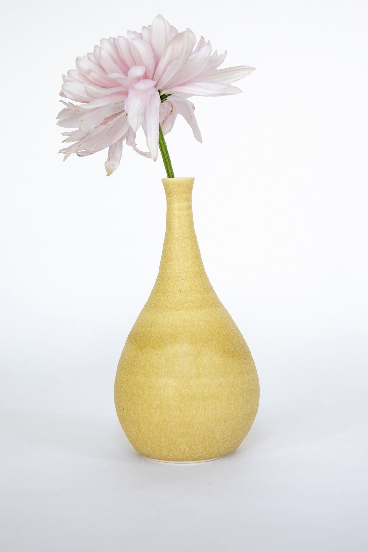 Chrysanthemum in Bud Vase by Vy Voi at Abacus Row